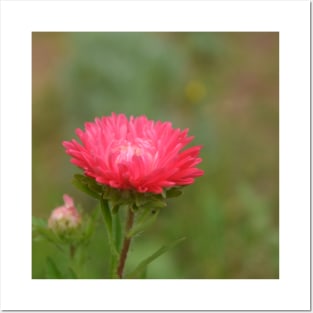 fall red daisy flower in the garden Posters and Art